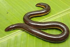 Description de l'image Ichthyophis kodaguensis from Basarekattae, India.jpg.