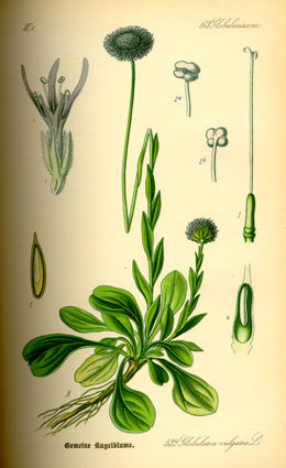 Paprastasis krekesas (Globularia punctata)