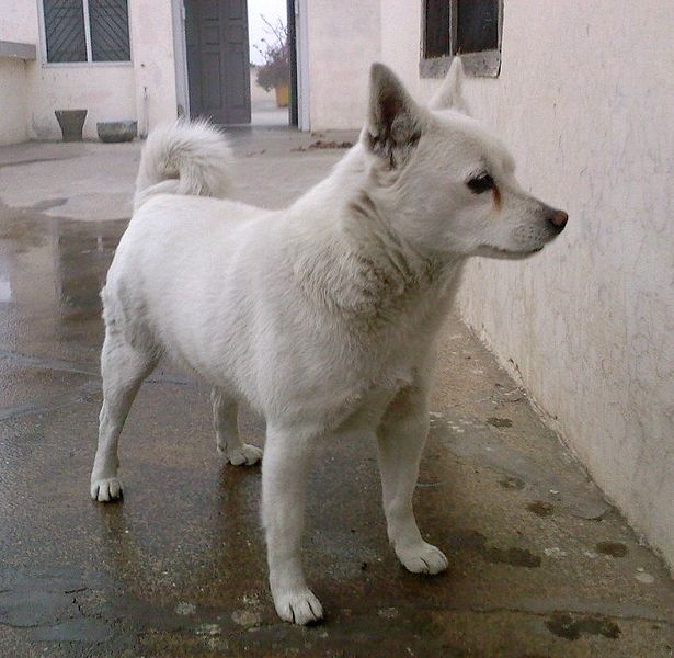 File:Indian spitz.jpg