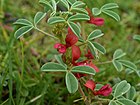 Indigofera trifoliata mitubakmtng03.jpg