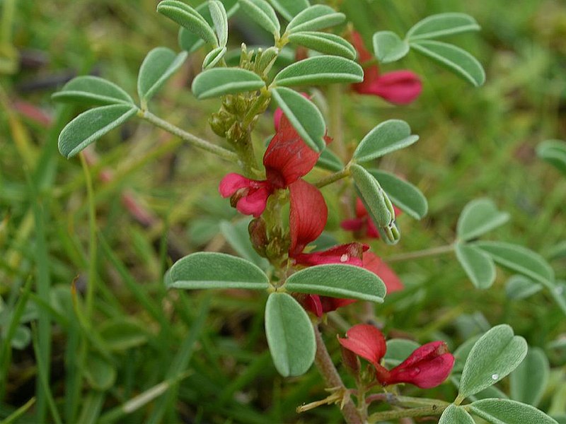 File:Indigofera trifoliata mitubakmtng03.jpg