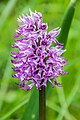 Inflorescence of Orchis simia 15.jpg