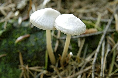 Inocybe geophylla