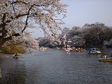 ไฟล์:Blossom_over_water1.JPG