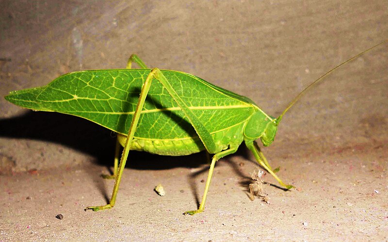 File:Insect by Hrushikesh Kulkarni.jpg