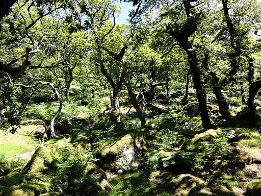 Inside Black-a-Tor Copse - geograph.org.uk - 5536115