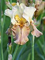 Iris 'Thornbird', Kosaciec 'Thornbird', 2019-05-24