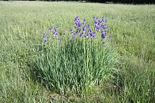 Iris sibirica - Wikipedia