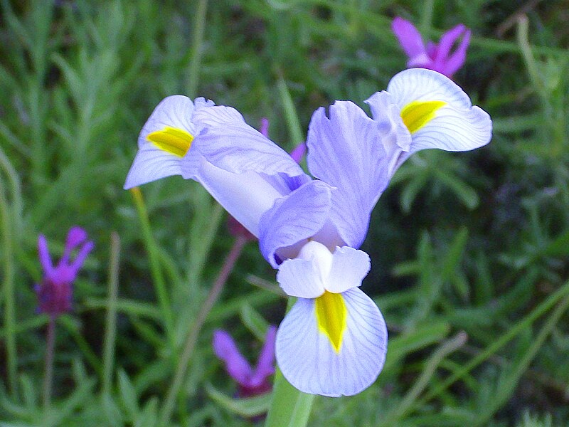 File:Iris xiphium Flor 2011-5-14 SierraMadrona.jpg