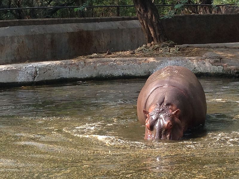 File:Irritated Hippo.jpg