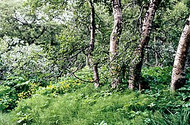 Pădure de mesteacăn (Betula pubescens)