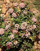 Ixora coccinea (pink).jpg