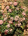 Pink flowers of Ixora coccinea