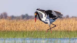 Bocian siodłowy (Ephippiorhynchus senegalensis)