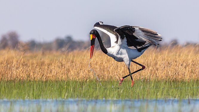 Saddle-billed stork (Ephippiorhynchus senegalensis), Okavango Delta, Botswana.