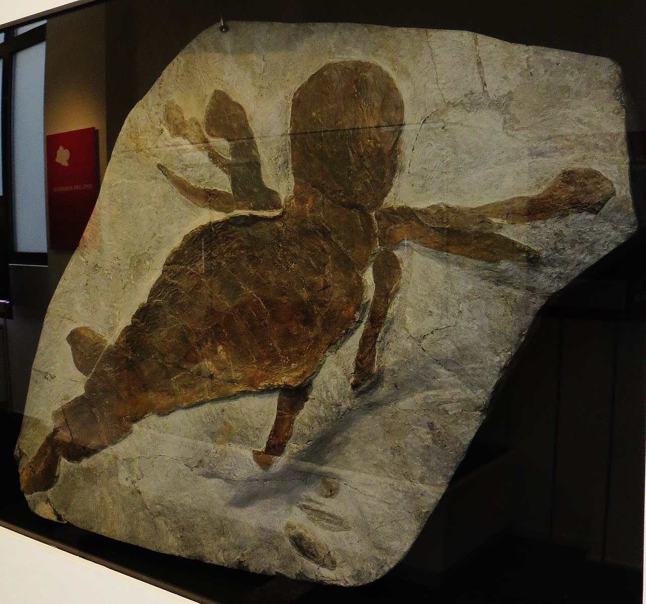 Fossilized Jaekelopterus