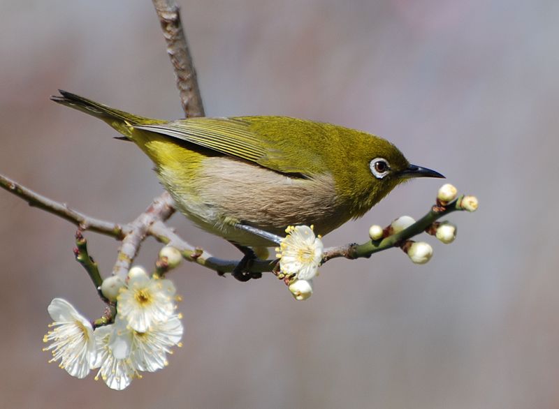 File:Japanese White-eye - Zosterops japonicus.jpg