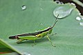 * Nomination Japanese rice grasshopper (Oxya japonica) --Charlesjsharp 22:55, 17 December 2022 (UTC) * Promotion  Support Good quality. --Rjcastillo 02:23, 18 December 2022 (UTC)  Support Good quality. --Tagooty 02:25, 18 December 2022 (UTC)