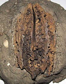 Fossilized Juglans cinerea (fossil white walnut) in Pleistocene glacial sediments, Michigan