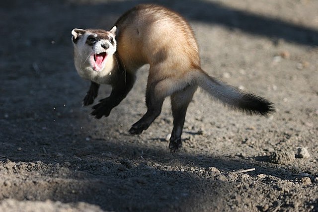 Black-footed ferret performing a weasel war dance