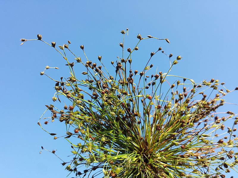 File:Juncus sphaerocarpus sl3.jpg