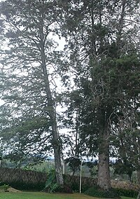 Kainantu Lodge / hotel. Christmas trees planted by Queen Elizabeth