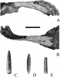 The jaw and teeth of the holotype shown from multiple views Karongasaurus mandible.png