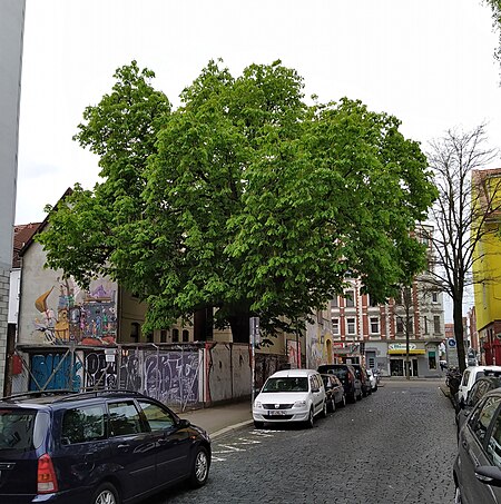 Kastanie Nedderfeldstraße Limmerstraße 1