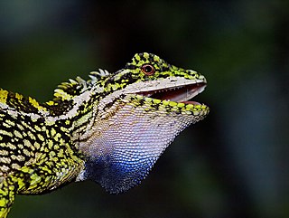 Variegated mountain lizard Species of lizard
