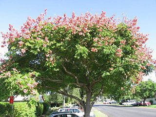 <i>Koelreuteria elegans</i> Species of tree