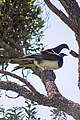 Kererū New Zealand Pigeons Mating (4 of 4).jpg