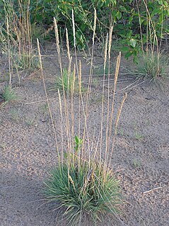 <i>Koeleria glauca</i> Species of grass