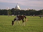 Thumbnail for Maidan (Kolkata)