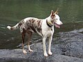 red merle with white face 50cm