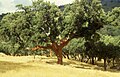 Dub korkový v Portugalsku