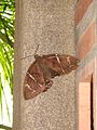 Kourou lepidoptera brown.jpg