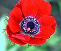 l'anemone (la anémona)