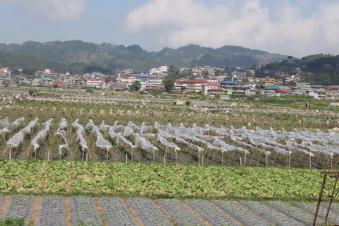 ลาตรีนีดัด (จังหวัดเบงเก็ต)