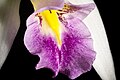 Laelia anceps subsp. anceps Labellum