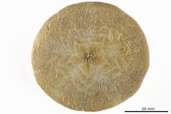 File:Laganum fudsiyama indicum - ECH-000532 hab-ven.tif (Category:Echinodermata in the Natural History Museum of Denmark)