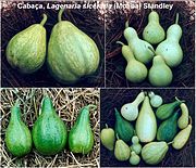 Lagenaria siceraria tipo "mate" (tanto el fruto como la planta son llamados "mate" en en sur de Sudamérica incluido Perú).