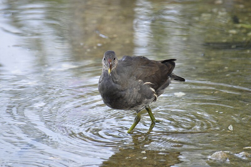 File:Lago di Fimon Gallinula chloropus.jpg