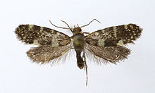 Lampronia corticella.jpg