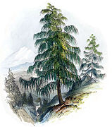 Larix griffithii