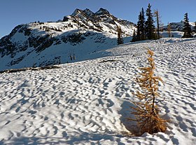 Frisco Mountain from Maple Pass area Larix lyallii 28104.JPG