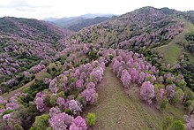 La Robleda, Cayey Larobledaprotectedarea.jpg