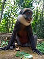 Le singe à ventre rouge au sanctuaire des Singes Drabo Gbo à Togba