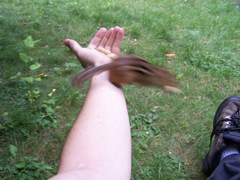 File:Leap-from-hand-of-chipfriendship.jpg