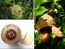 Lecythis fruit compose.jpg