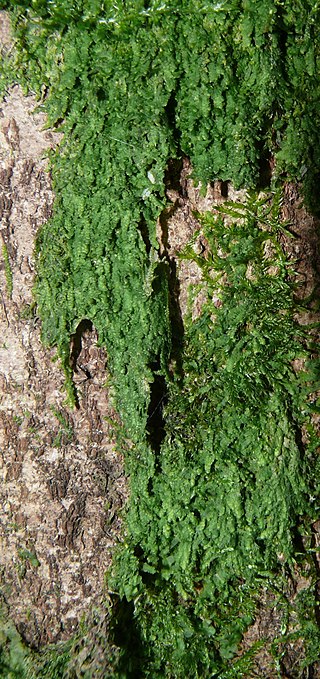 Fortune Salaire Mensuel de Lejeuneaceae Combien gagne t il d argent ? 1 000,00 euros mensuels